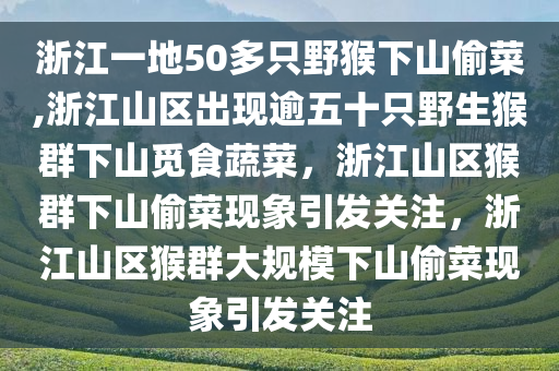 浙江一地50多只野猴下山偷菜,浙江山区出现逾五十只野生猴群下山觅食蔬菜，浙江山区猴群下山偷菜现象引发关注，浙江山区猴群大规模下山偷菜现象引发关注