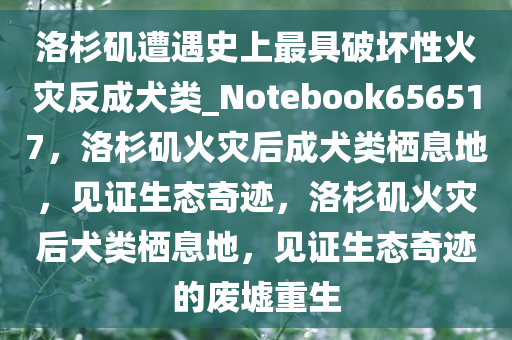 洛杉矶遭遇史上最具破坏性火灾反成犬类_Notebook656517，洛杉矶火灾后成犬类栖息地，见证生态奇迹，洛杉矶火灾后犬类栖息地，见证生态奇迹的废墟重生