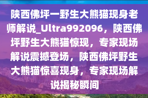 陕西佛坪一野生大熊猫现身老师解说_Ultra992096，陕西佛坪野生大熊猫惊现，专家现场解说震撼登场，陕西佛坪野生大熊猫惊喜现身，专家现场解说揭秘瞬间